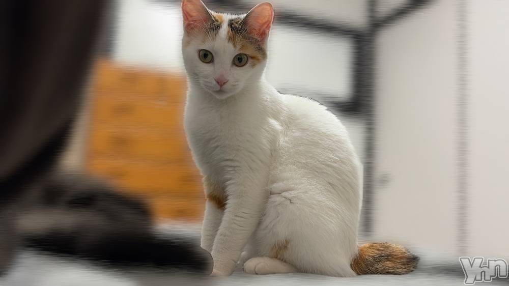 ���ܥ���Х��顦�����CLUB HEARTS(����֥ϡ���) �ޤʤȤ�4��6���̥�֥�����🐈🐾��