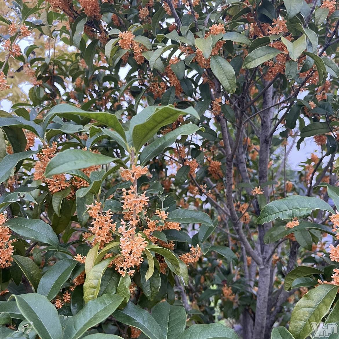 ���ܥ���Х��顦�����CLUB HEARTS(����֥ϡ���) ��2025ǯ10��18���̥�֥�����🧡❁⃘*.�ߡ�