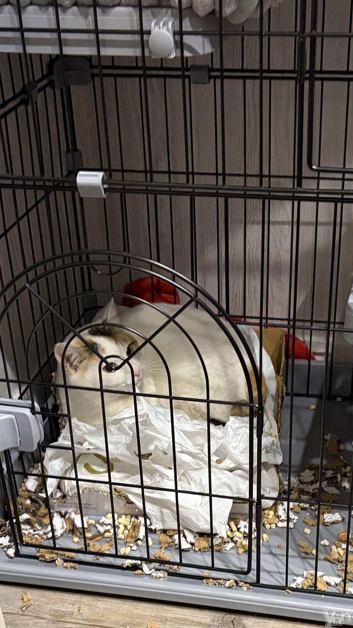 ���ܥ���Х��顦�����CLUB HEARTS(����֥ϡ���) ��2026ǯ2��18���̥�֥����֤ˤ塼��²🐱��