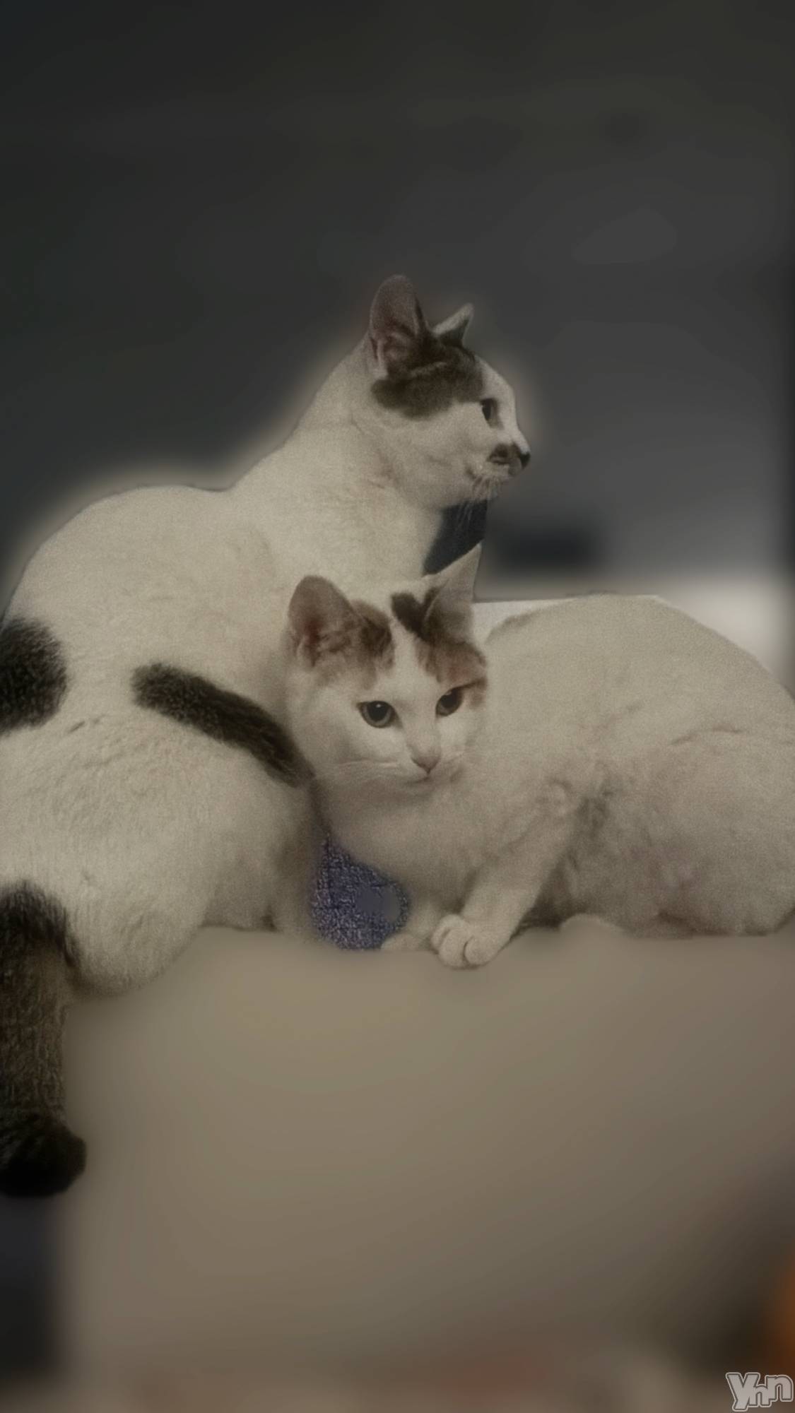 ���ܥ���Х��顦�����CLUB HEARTS(����֥ϡ���) ��2026ǯ2��22���̥�֥����֤ˤ��ˤ��ˤ���