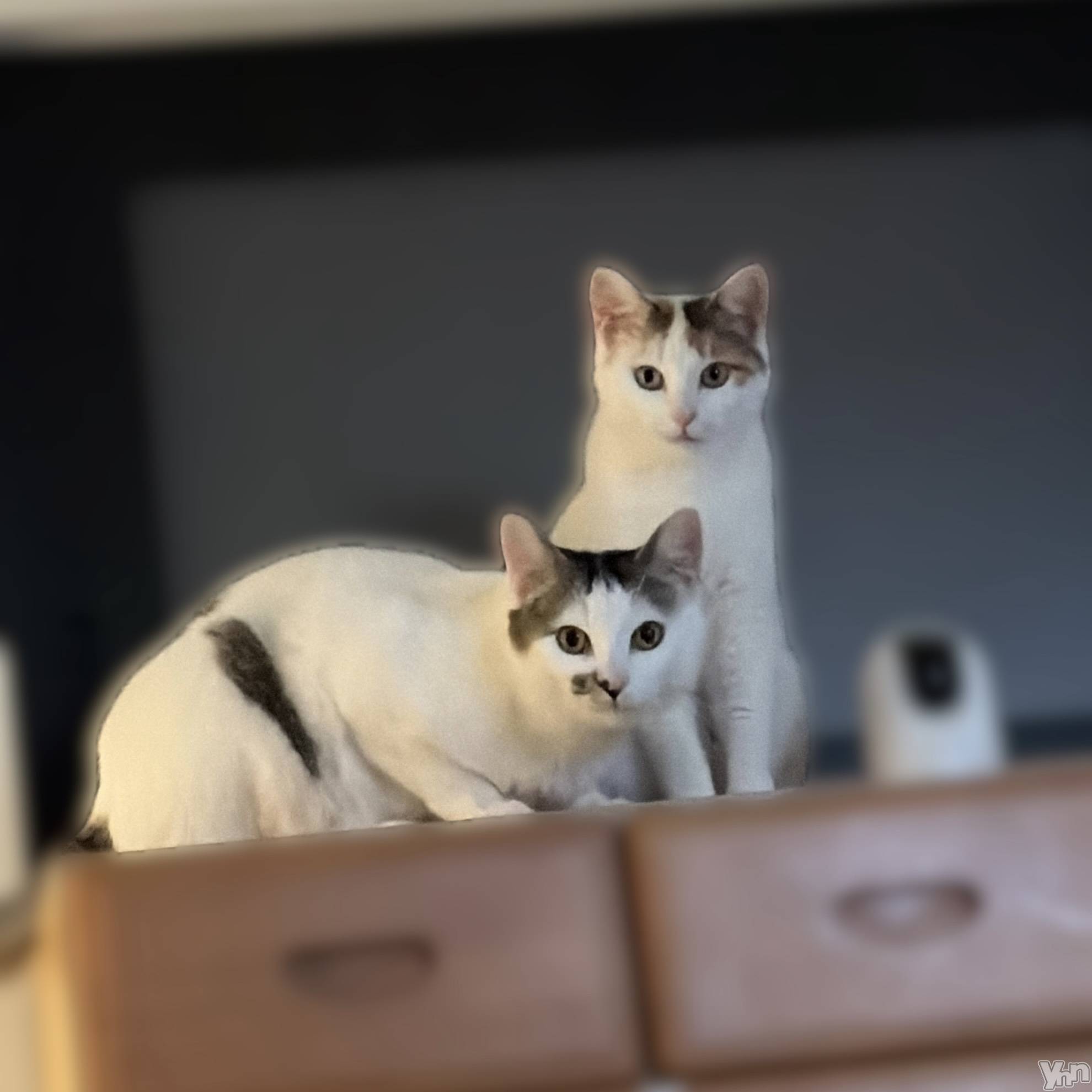 ���ܥ���Х��顦�����CLUB HEARTS(����֥ϡ���) ��2026ǯ3��29���̥�֥�����Ǻ�ߡ�