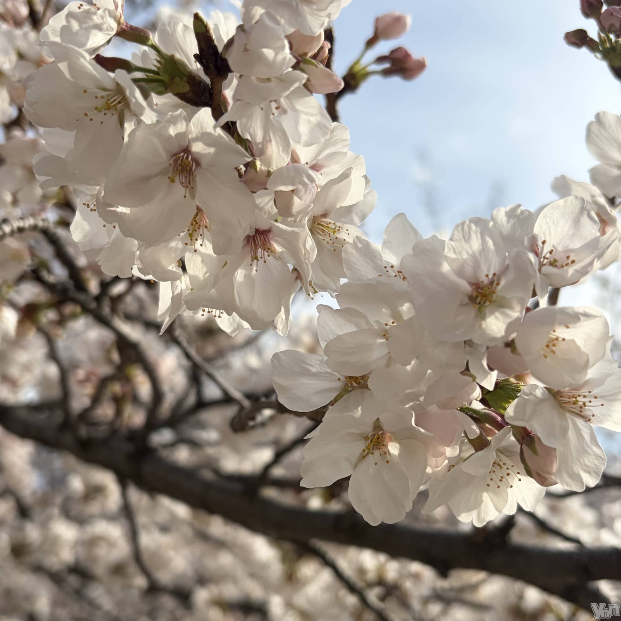 ���ܥ���Х��顦�����CLUB HEARTS(����֥ϡ���) ��2026ǯ4��1���̥�֥�����🌸��