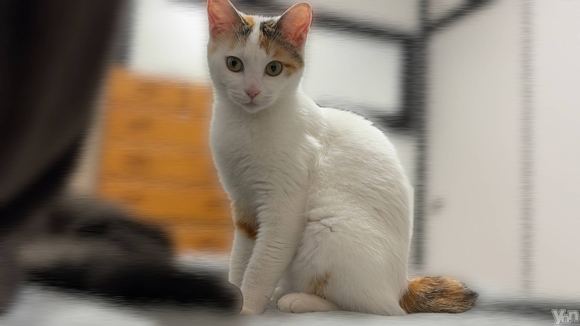 ���ܥ���Х��顦�����CLUB HEARTS(����֥ϡ���) ��2026ǯ4��6���̥�֥�����🐈🐾��