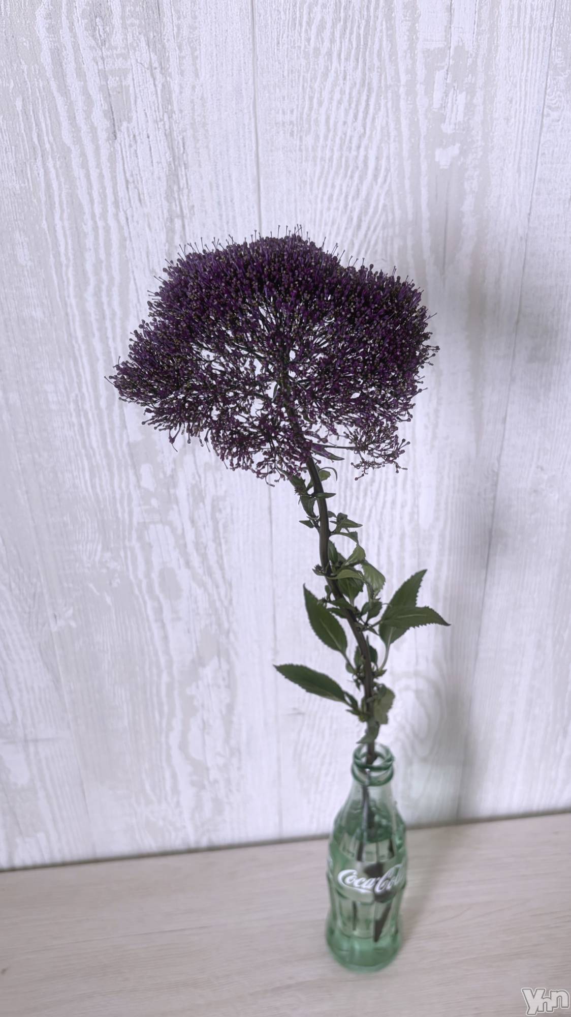 ���ܥ���Х��顦�����CLUB HEARTS(����֥ϡ���) ��2026ǯ4��19���̥�֥����ֺ���Τ��֡�