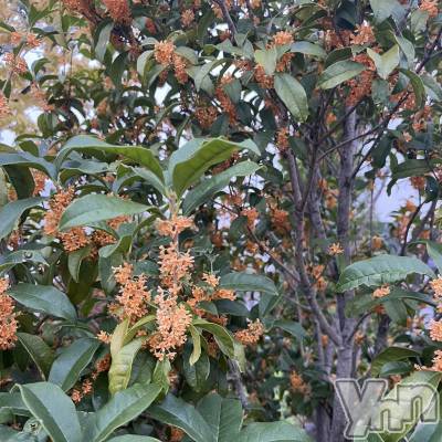 ���ܥ���Х��顦�����CLUB HEARTS(����֥ϡ���) �ޤʤ�(23)��10��18���̥�֥�����🧡❁⃘*.�ߡ�