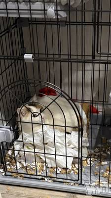 ���ܥ���Х��顦�����CLUB HEARTS(����֥ϡ���) �ޤʤ�(23)��2��18���̥�֥����֤ˤ塼��²🐱��