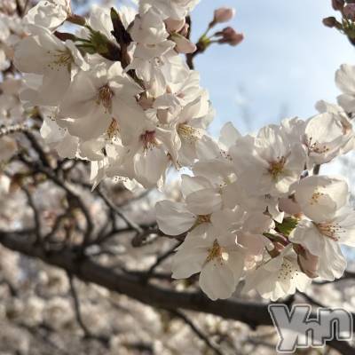 ���ܥ���Х��顦�����CLUB HEARTS(����֥ϡ���) �ޤʤ�(23)��4��1���̥�֥�����🌸��