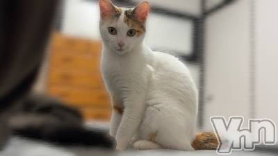 ���ܥ���Х��顦�����CLUB HEARTS(����֥ϡ���) �ޤʤ�(23)��4��6���̥�֥�����🐈🐾��