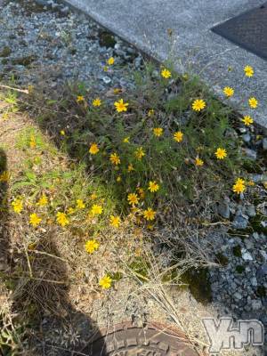 甲府ソープ BARUBORA(バルボラ) あこ(22)の4月25日写メブログ「好きドル」