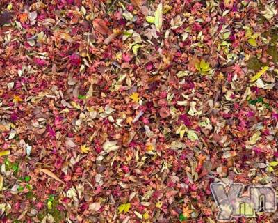 甲府ソープ BARUBORA(バルボラ) あこ(22)の11月18日写メブログ「🍁」