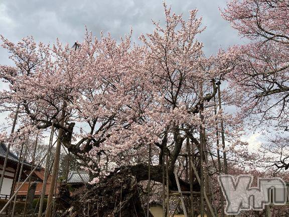 甲府デリヘル甲府人妻隊(コウフヒトヅマタイ) すばる(42)の3月23日写メブログ「いつも。ごめんなさい🙇‍♀️」