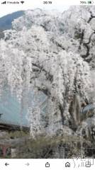 甲府デリヘル甲府人妻隊(コウフヒトヅマタイ) すばる(42)の3月28日写メブログ「こんばんは🌸」