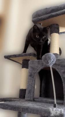 甲府デリヘル 甲府人妻隊(コウフヒトヅマタイ) すばる(42)の2月22日写メブログ「今日はにゃんにゃんにゃんの日」