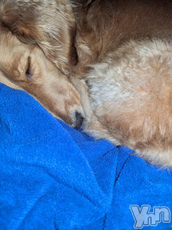 富士吉田デリヘルThree＆Men’s Spa 河口湖(スリー＆メンズスパ)れん(38)の2025年1月6日写メブログ「お礼！」