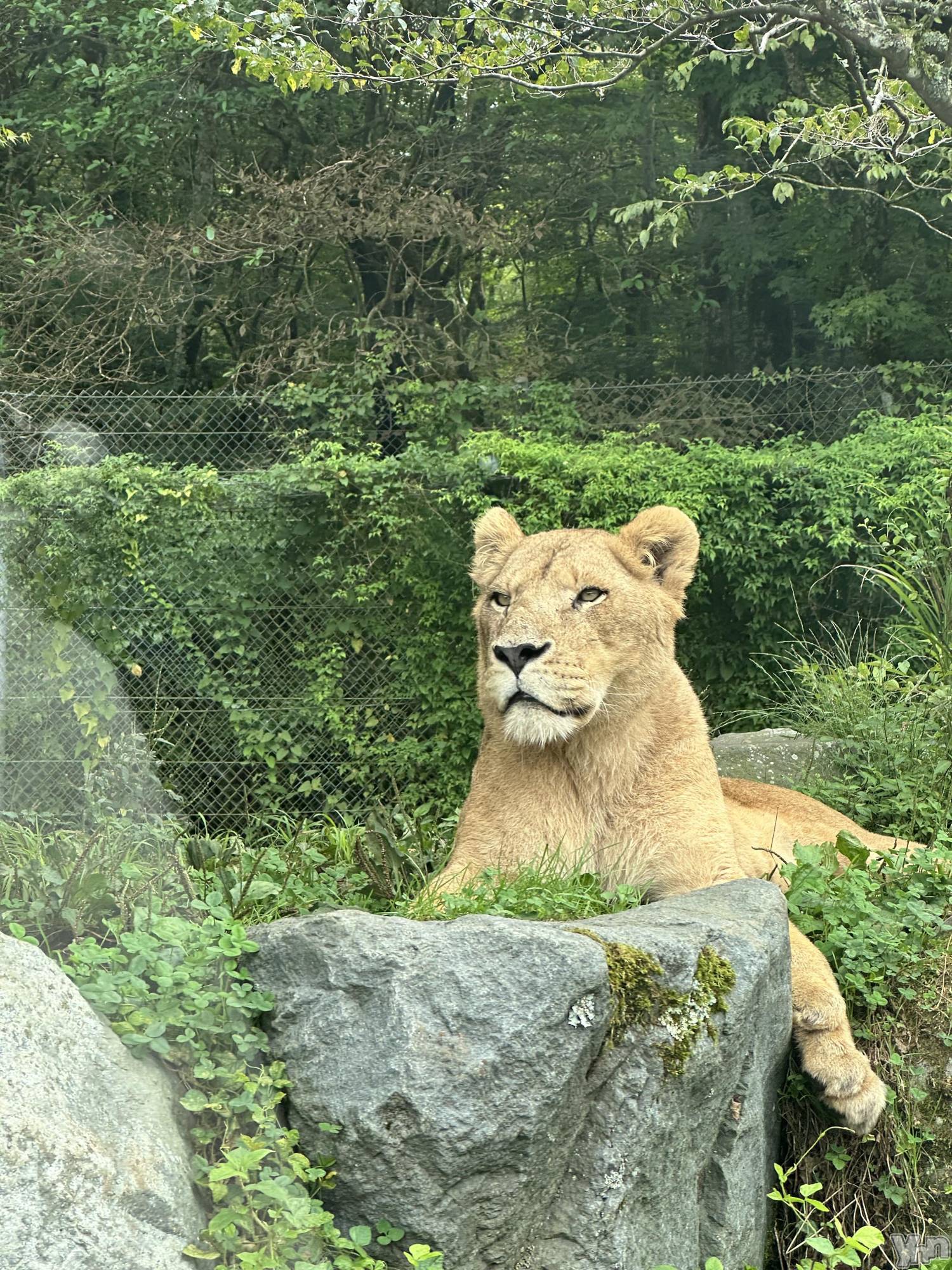 ���ܥ���Х��顦�����Entertainment Club HANA��BUSA(���󥿡��ƥ����ȥ���֡��ϥʥ֥�) ��2025ǯ9��29���̥�֥�����🦁🌳��