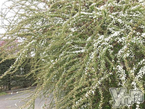 甲府デリヘル甲府人妻城(コウフヒトヅマジョウ) かおる(45)の4月12日写メブログ「💖本日出勤お泊りデート開催日💖」