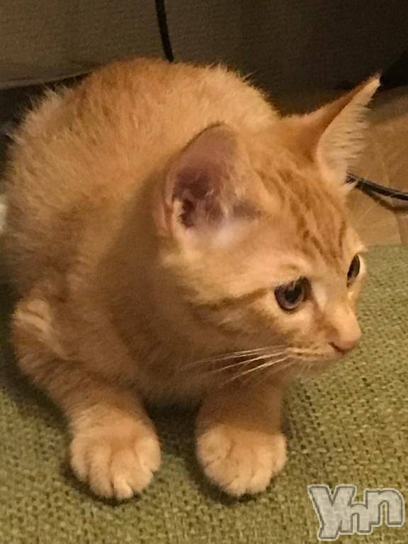 甲府デリヘル甲府人妻城(コウフヒトヅマジョウ)かおる(45)の2025年7月24日写メブログ「🐱我が家の新入りにゃんこ🐱」