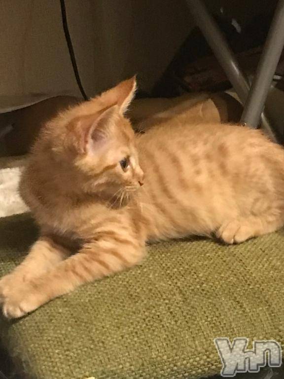 甲府デリヘル甲府人妻城(コウフヒトヅマジョウ)かおる(45)の2025年10月18日写メブログ「🍀家出にゃんこ🍀」