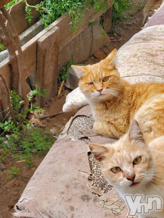 甲府デリヘル甲府人妻城(コウフヒトヅマジョウ) ゆいか(41)の8月31日写メブログ「明日、21時～出勤致します😘」