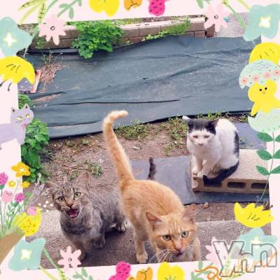 甲府人妻デリヘル 甲府人妻城(コウフヒトヅマジョウ) ゆいか(41)の6月16日写メブログ「明て日、15時～出勤します🥰」