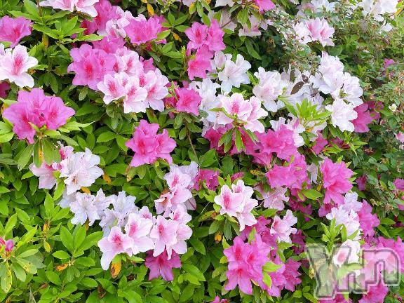 甲府デリヘル甲府人妻城(コウフヒトヅマジョウ)りあ(30)の2026年4月17日写メブログ「明日でるよー✨️🧸𖤐⡱ご予約もありがとう☆」