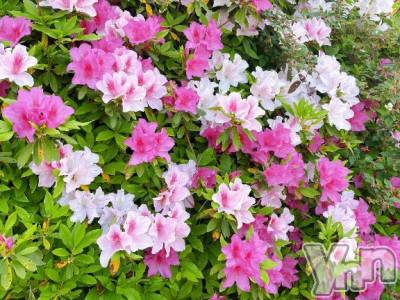 甲府デリヘル 甲府人妻城(コウフヒトヅマジョウ) りあ(30)の4月17日写メブログ「明日でるよー✨️🧸𖤐⡱ご予約もありがとう☆」