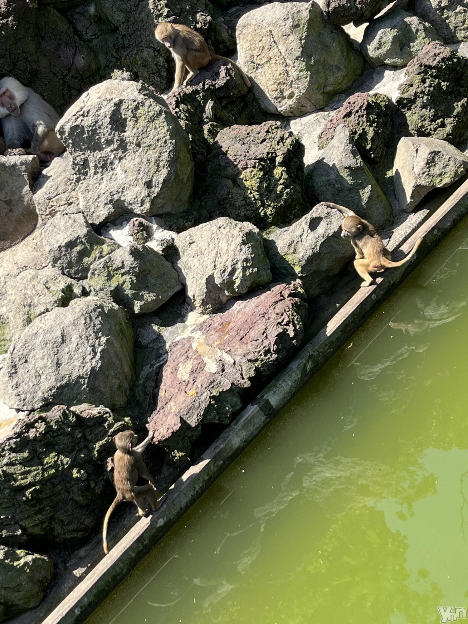 ���ܥ���Х��顦�����CLUB WONDER(����� ������) ��2025ǯ12��9���̥�֥����֤褯��������