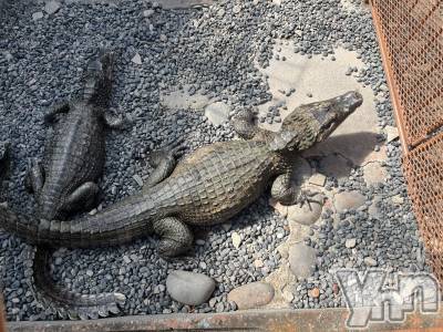 ���ܥ���Х��顦�����CLUB WONDER(����� ������) �椦��(24)��12��23���̥�֥�����✔️��