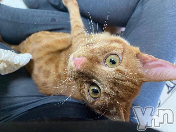 甲府デリヘル甲府人妻隊(コウフヒトヅマタイ)あゆ(47)の2025年10月10日写メブログ「秋」