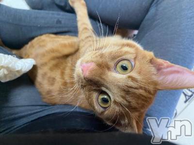 甲府デリヘル 甲府人妻隊(コウフヒトヅマタイ) あゆ(47)の10月10日写メブログ「秋」