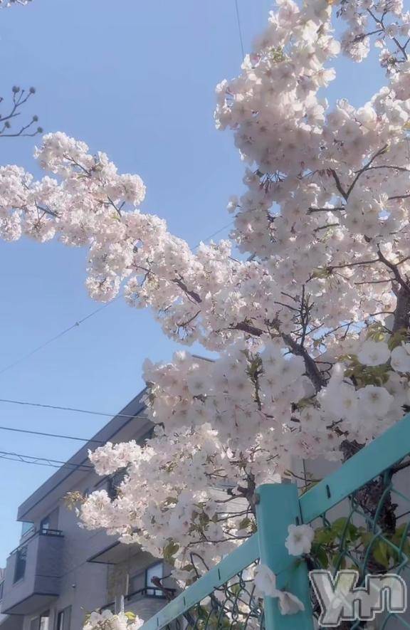 甲府ソープオレンジハウス あんず(25)の4月5日写メブログ「満開🌸」