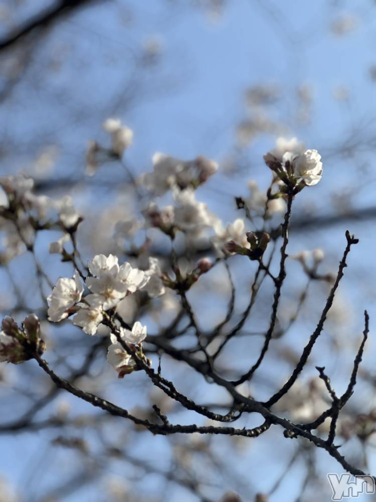 ���ܥ���Х��顦�����BRILLAR(�֥ꥸ�㡼��) ŷ�� ����4��2���̥�֥�����🌸��