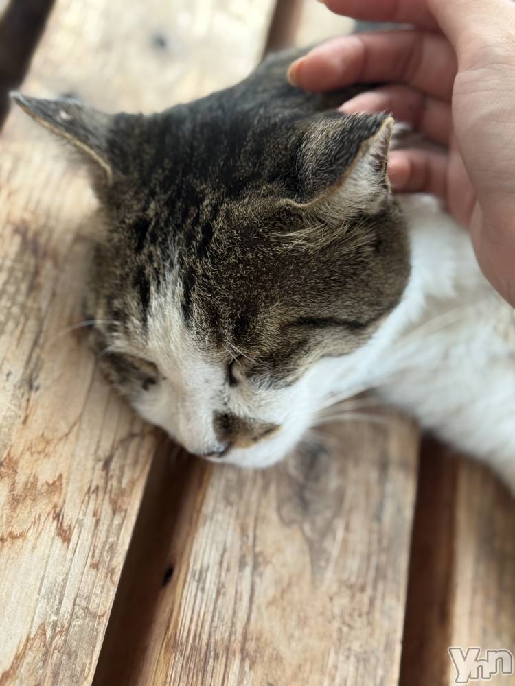 ���ܥ���Х��顦�����BRILLAR(�֥ꥸ�㡼��) ŷ�� ����9��2���̥�֥����֤ͤ�����İ���😽��