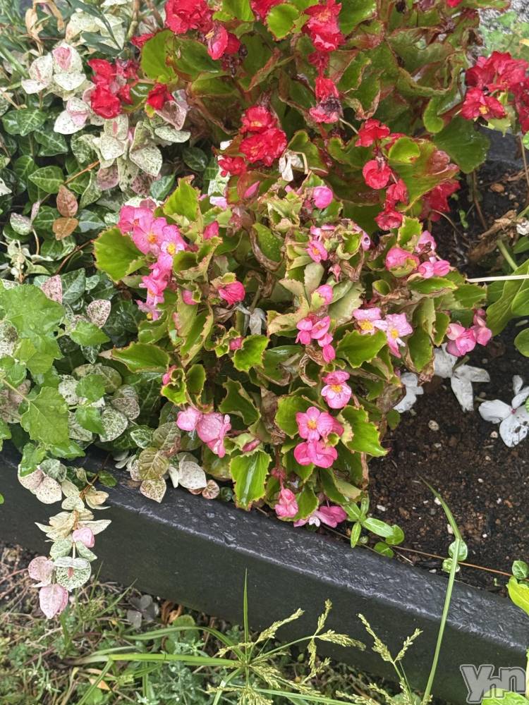 ���ܥ���Х��顦�����BRILLAR(�֥ꥸ�㡼��) ŷ�� ����9��5���̥�֥����֤��礦�Ϥ��䤹�ߤǤ���������