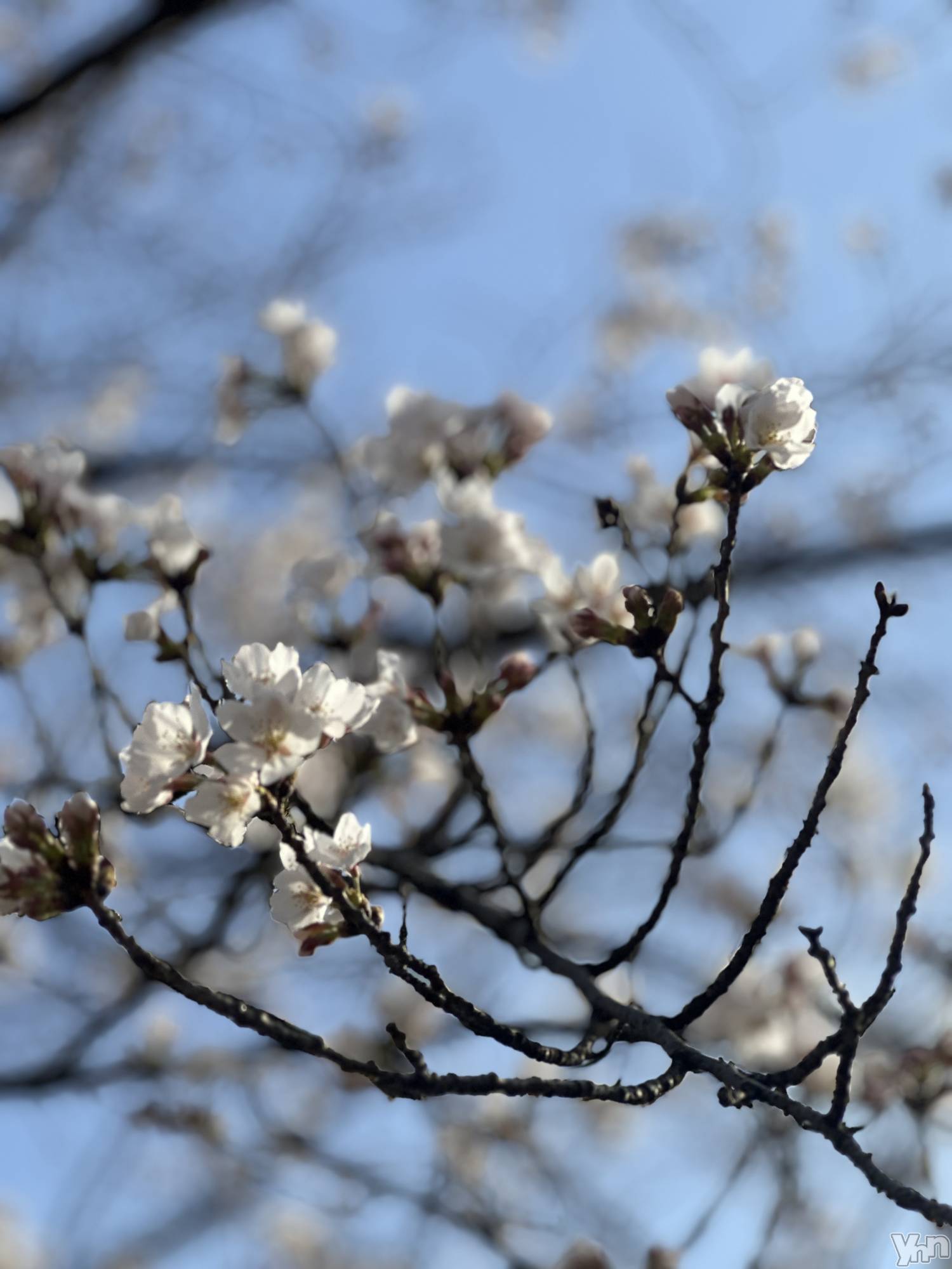 ���ܥ���Х��顦�����BRILLAR(�֥ꥸ�㡼��) ��2025ǯ4��2���̥�֥�����🌸��