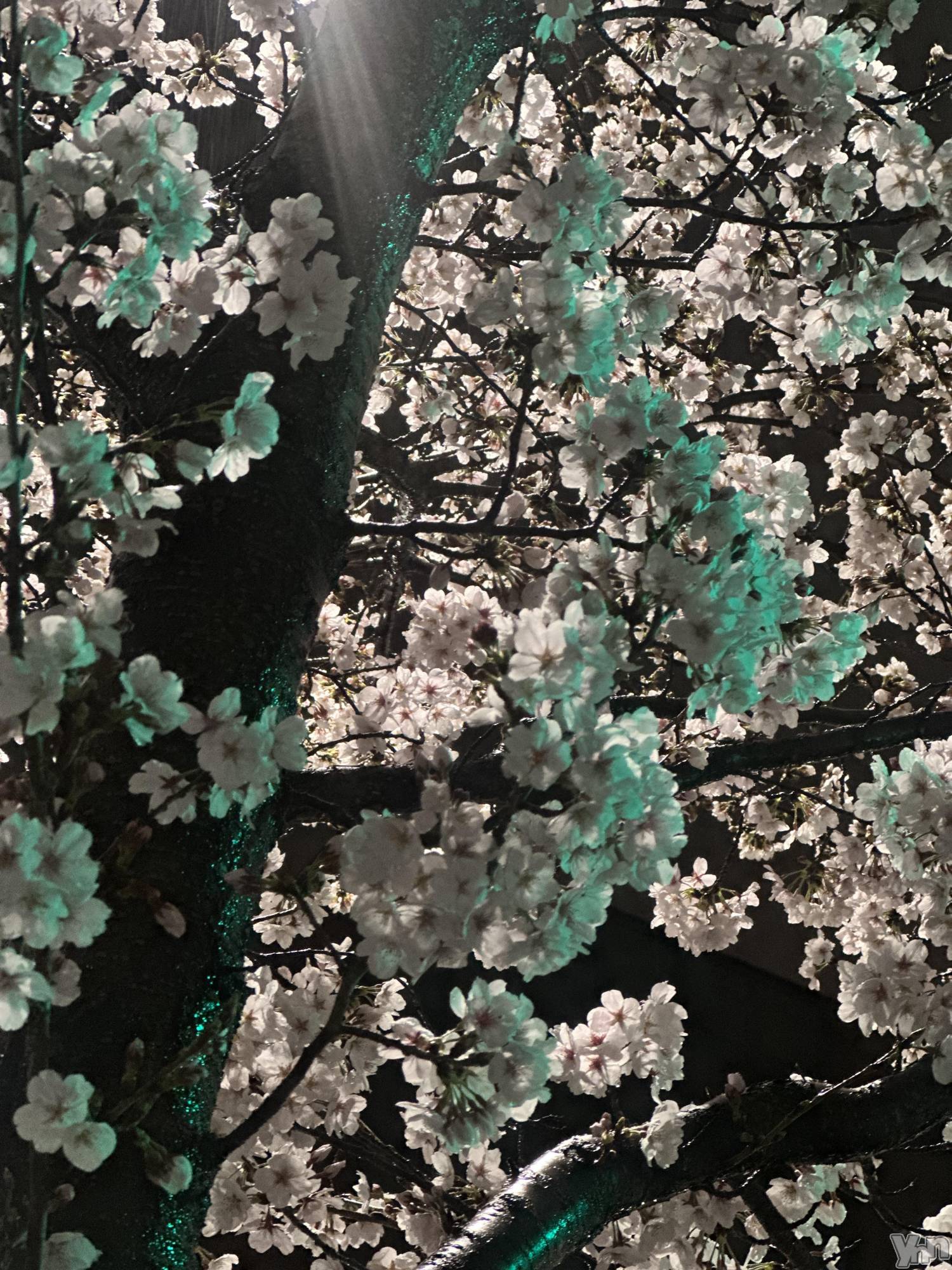 ���ܥ���Х��顦�����BRILLAR(�֥ꥸ�㡼��) ��2025ǯ4��2���̥�֥���������⤭�줤��