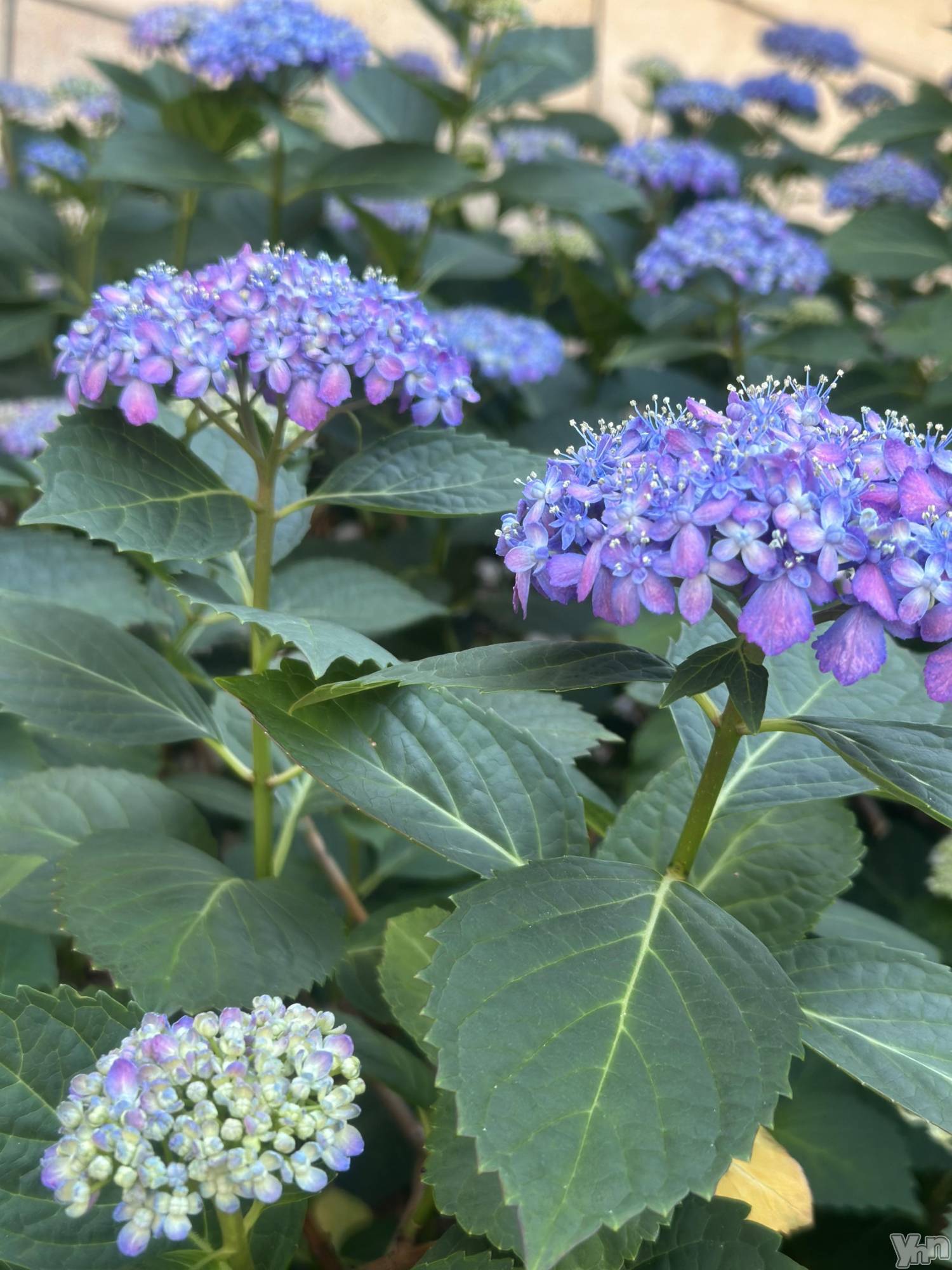 ���ܥ���Х��顦�����BRILLAR(�֥ꥸ�㡼��) ��2025ǯ6��5���̥�֥�����6����͡�💙💜��