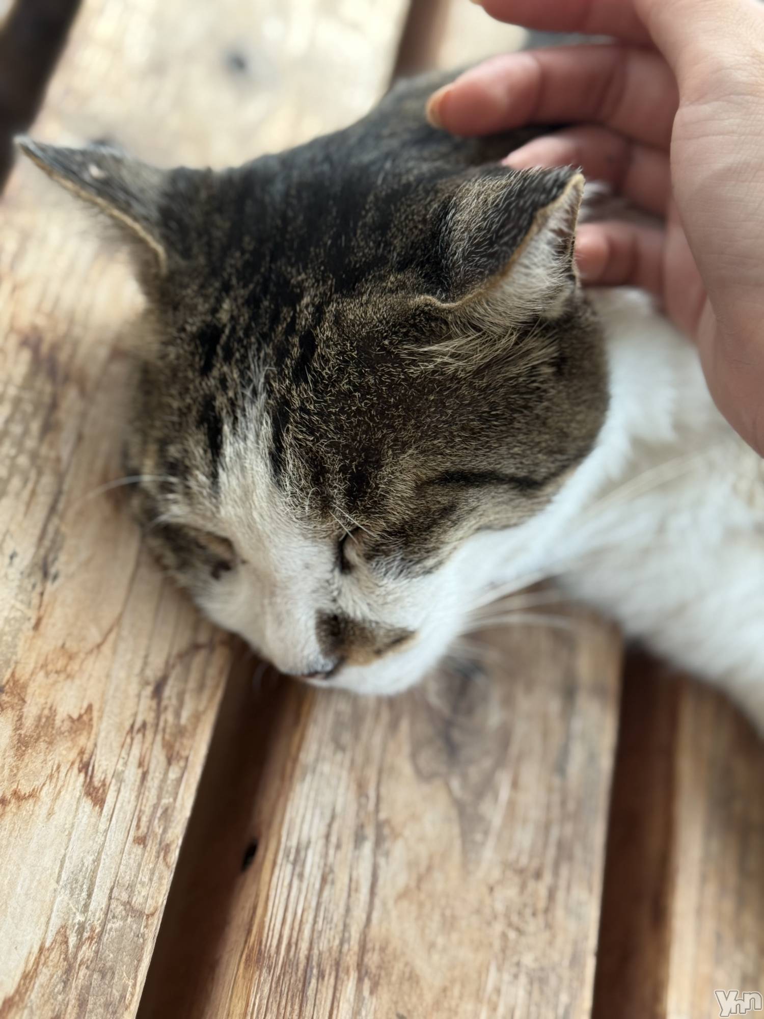 ���ܥ���Х��顦�����BRILLAR(�֥ꥸ�㡼��) ��2025ǯ9��2���̥�֥����֤ͤ�����İ���😽��