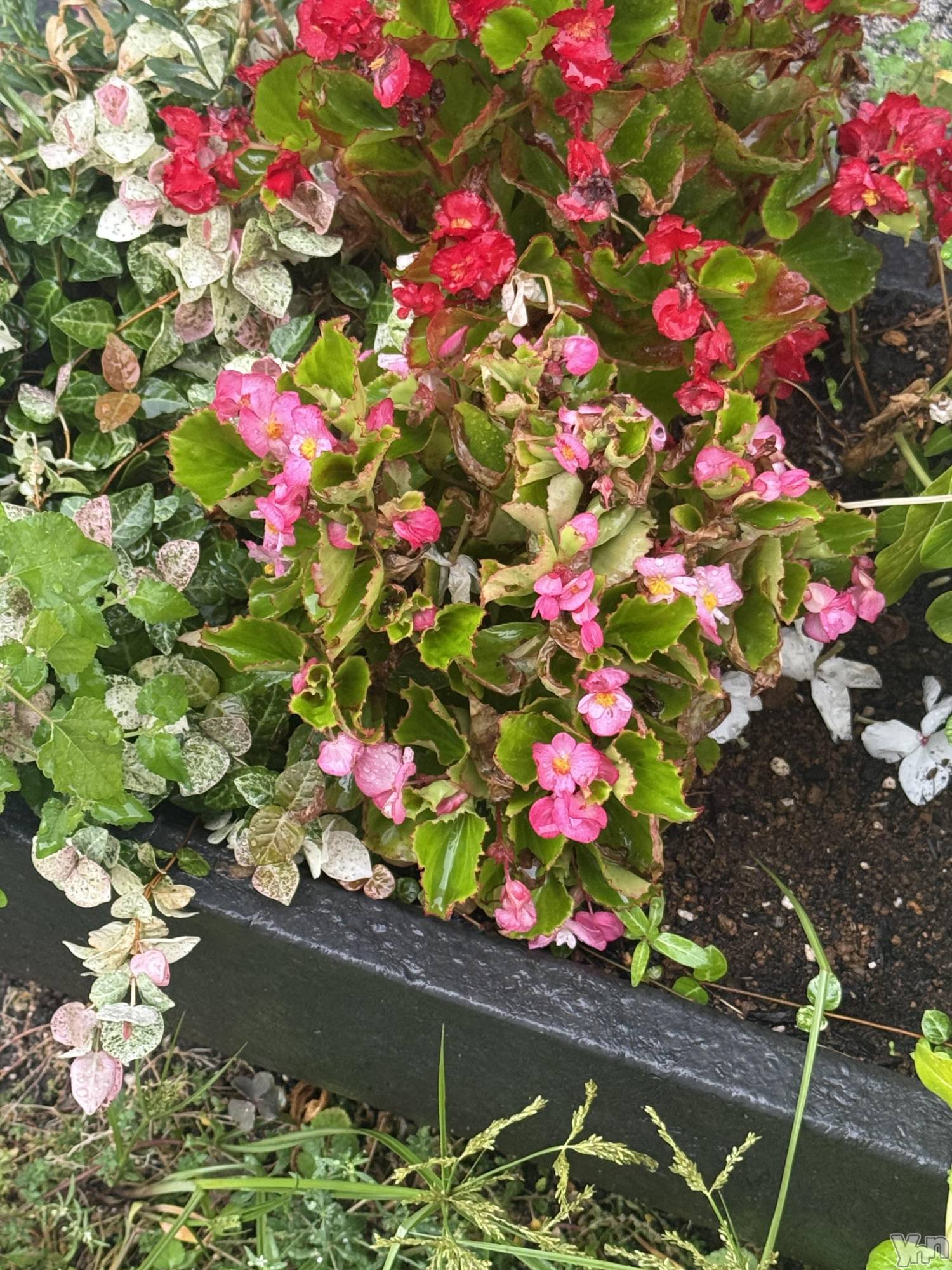 ���ܥ���Х��顦�����BRILLAR(�֥ꥸ�㡼��) ��2025ǯ9��5���̥�֥����֤��礦�Ϥ��䤹�ߤǤ���������