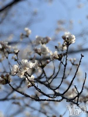 ���ܥ���Х��顦�����BRILLAR(�֥ꥸ�㡼��) ŷ�� ����4��2���̥�֥�����🌸��