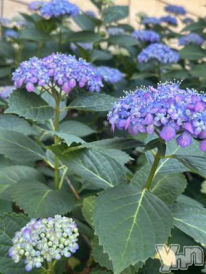 ���ܥ���Х��顦�����BRILLAR(�֥ꥸ�㡼��) ŷ�� ����6��5���̥�֥�����6����͡�💙💜��