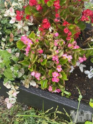 ���ܥ���Х��顦�����BRILLAR(�֥ꥸ�㡼��) ŷ�� ����9��5���̥�֥����֤��礦�Ϥ��䤹�ߤǤ���������