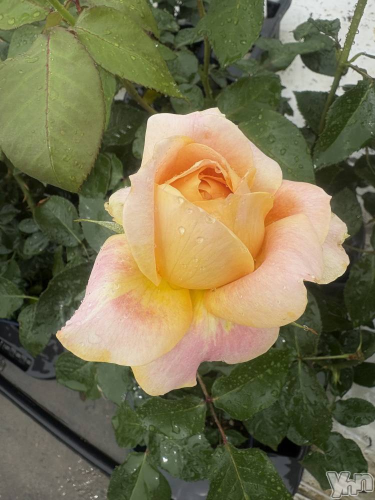 ���ܥ���Х��顦�����BRILLAR(�֥ꥸ�㡼��) ����ꤢ��5��23���̥�֥����֤��� 💐��