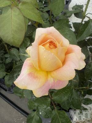 ���ܥ���Х��顦�����BRILLAR(�֥ꥸ�㡼��) ����ꤢ��5��23���̥�֥����֤��� 💐��