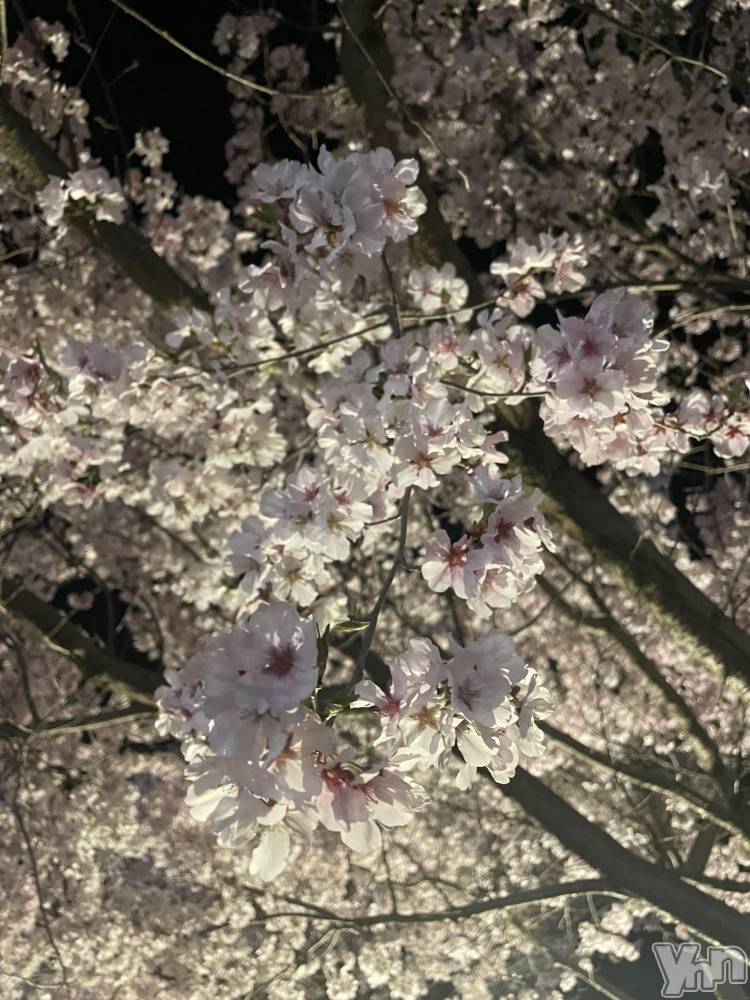 ���ܥ���Х��顦�����BRILLAR(�֥ꥸ�㡼��) �椤��4��10���̥�֥����ֺ���🌸��