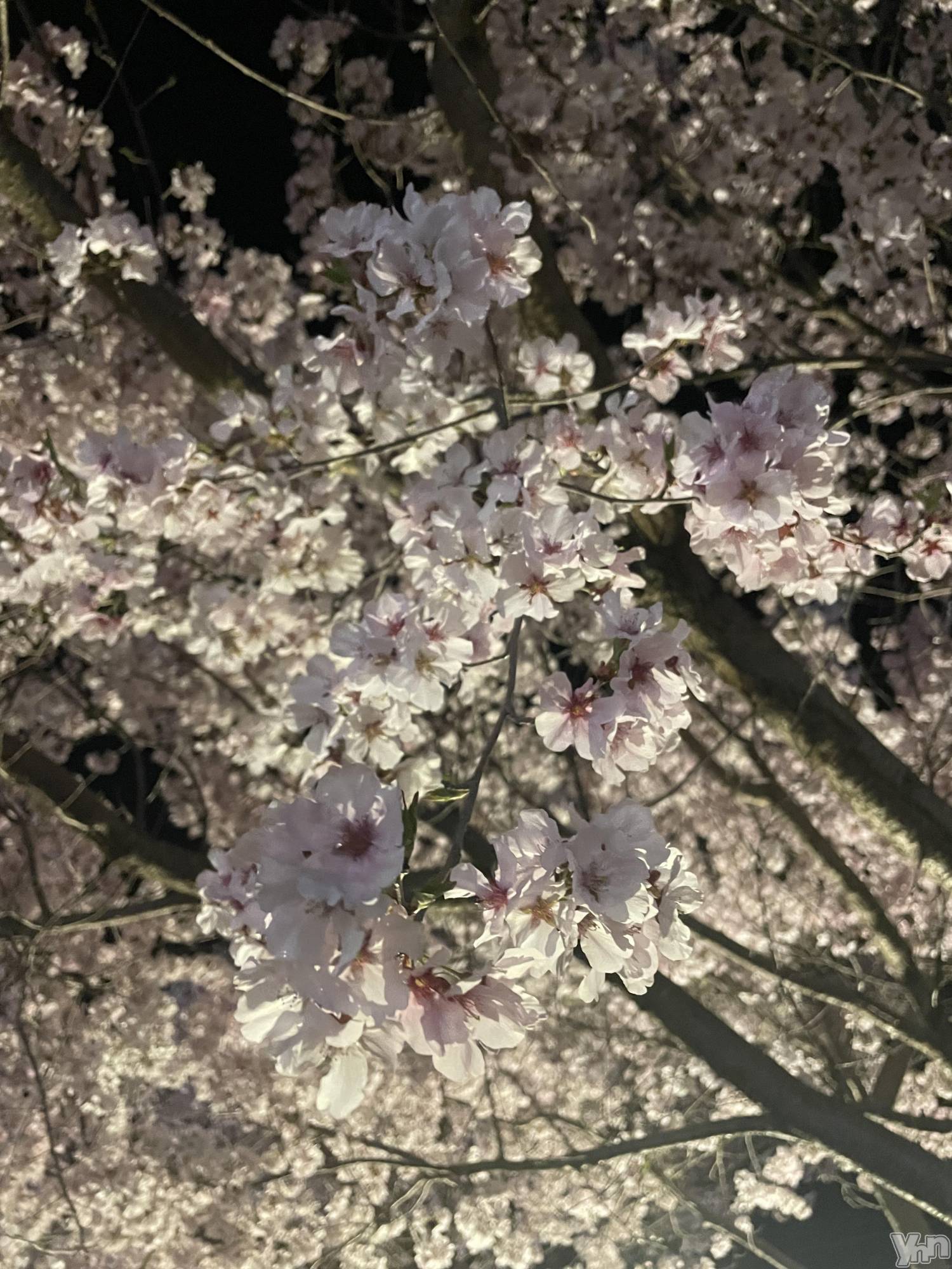 ���ܥ���Х��顦�����BRILLAR(�֥ꥸ�㡼��) ��2025ǯ4��10���̥�֥����ֺ���🌸��