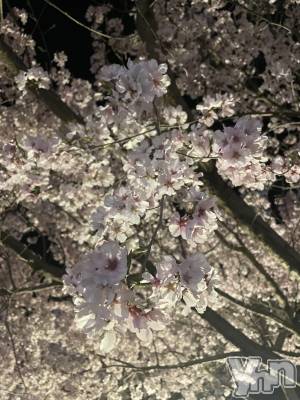 ���ܥ���Х��顦�����BRILLAR(�֥ꥸ�㡼��) �椤��4��10���̥�֥����ֺ���🌸��