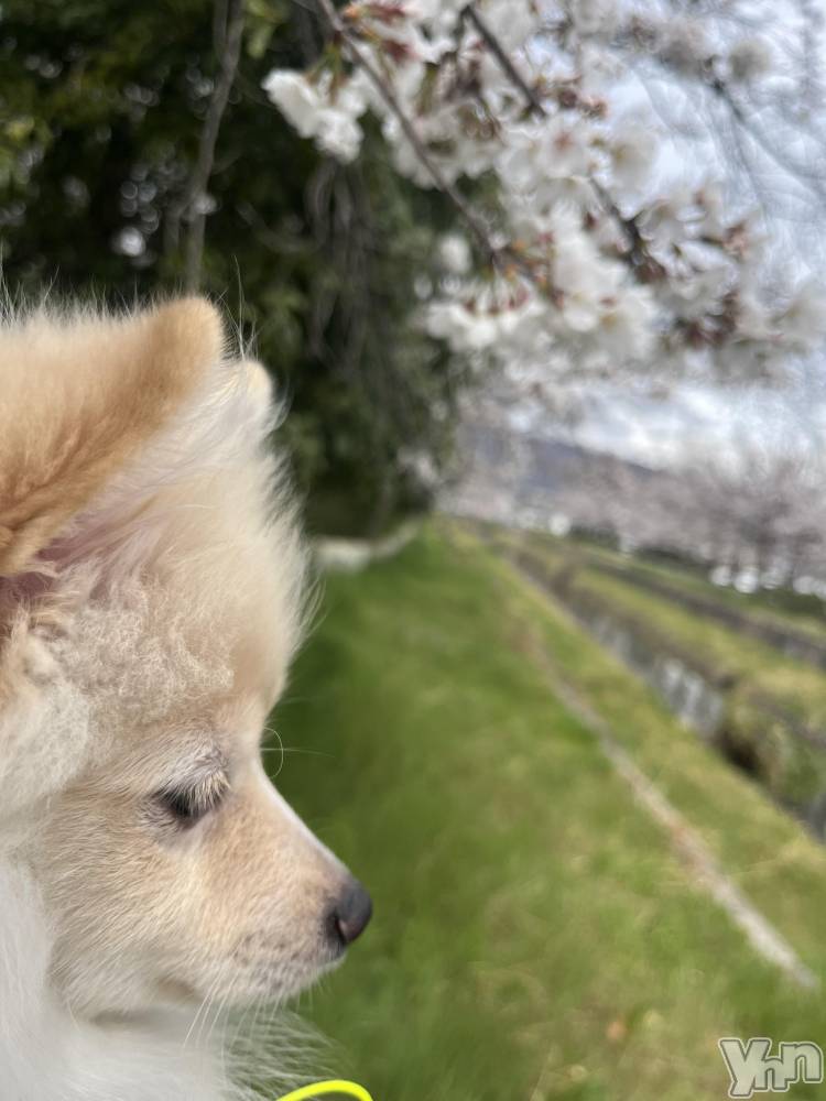 ���ܥ���Х��顦�����BRILLAR(�֥ꥸ�㡼��) ���� ɴ����5��16���̥�֥����ָ��Τ���������ϼ�����