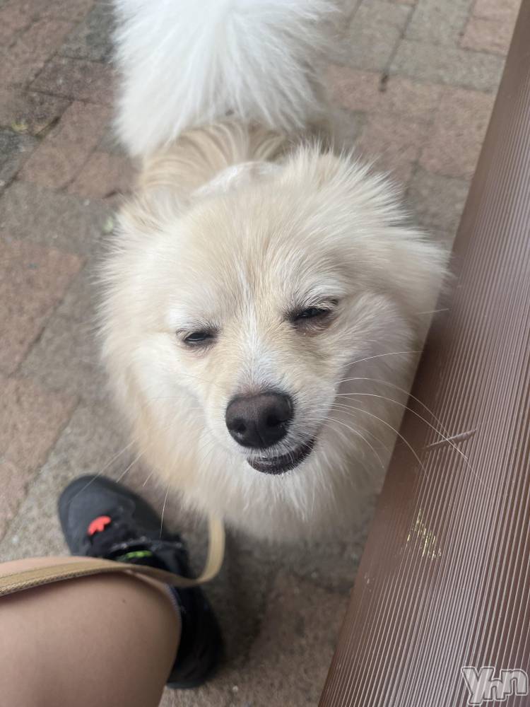 ���ܥ���Х��顦�����BRILLAR(�֥ꥸ�㡼��) ���� ɴ����9��19���̥�֥����֤ޤ̤��ʤ�����🐶🐾��