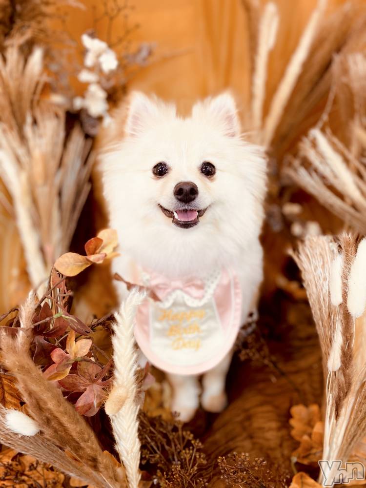 ���ܥ���Х��顦�����BRILLAR(�֥ꥸ�㡼��) ���� ɴ����11��4���̥�֥����֤С����ǡ�������🐶🐾��